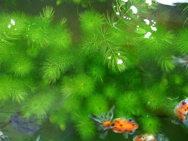 沉水植物金鱼藻大型培育基地