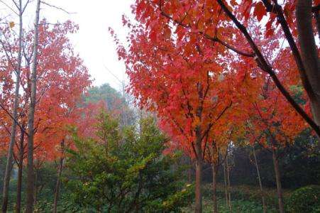 九江三角枫-苗木种植基地批发报价价格图片