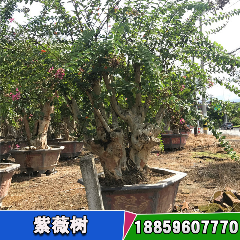 漳州市紫薇种植基地厂家三红紫薇种植基地 紫薇树多少钱一棵 桂花树种植基地