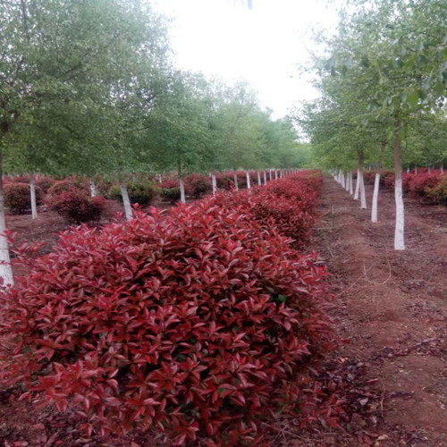 红叶石楠球种植基地 红叶石楠球售价