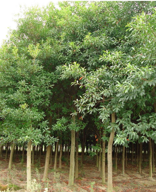四川朴树批发 朴树厂家种植  供应朴树图片