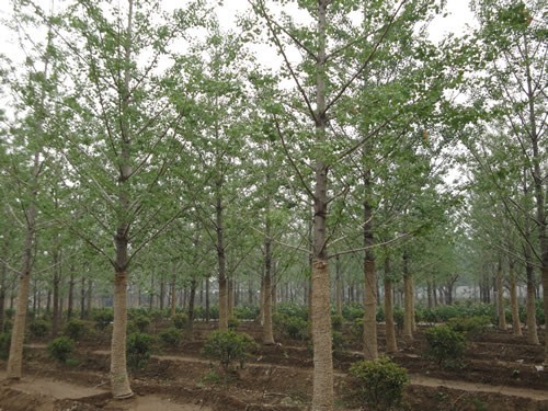 桂林市银杏苗木厂家广西优质银杏苗木价格-种植基地