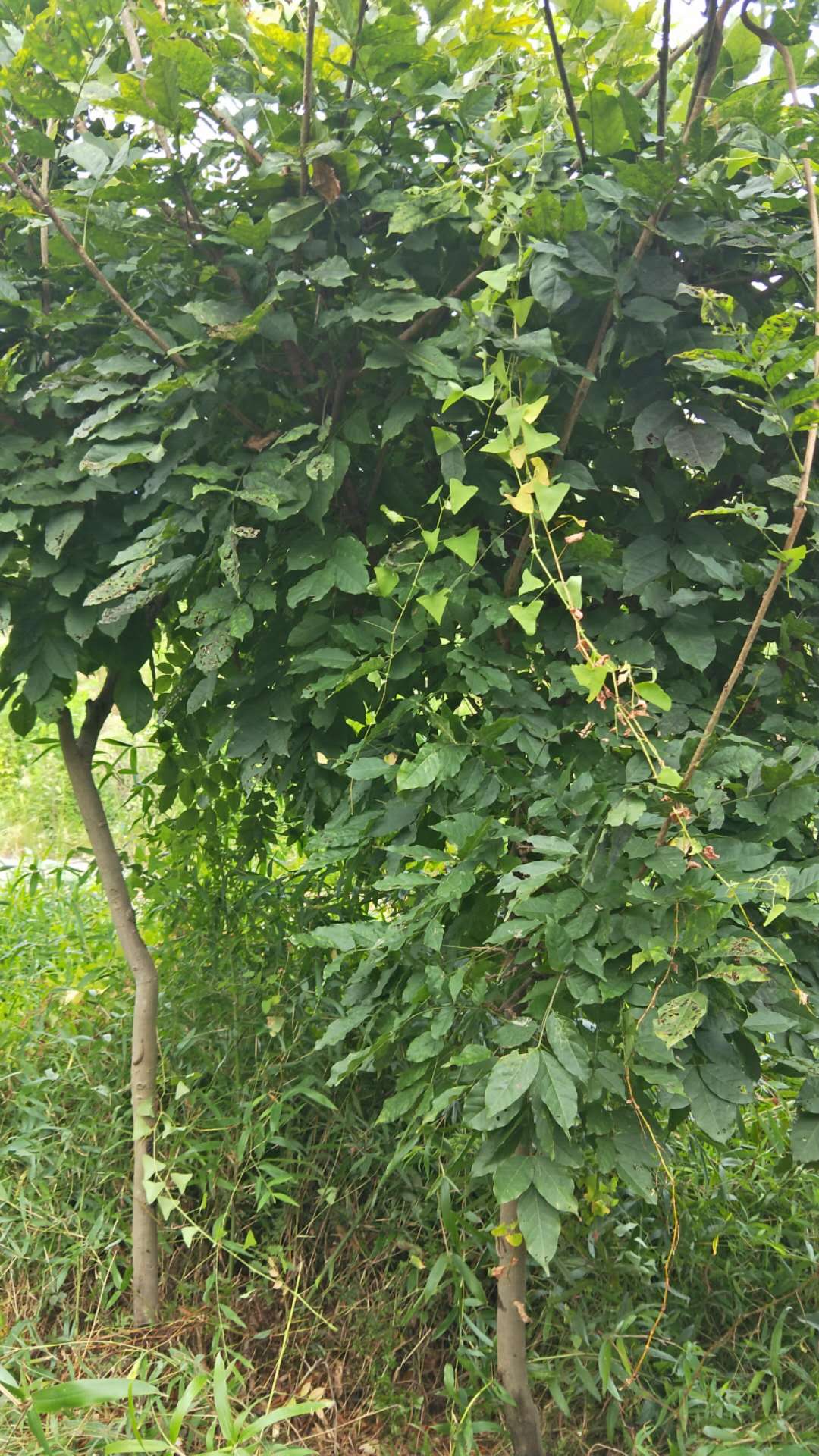 浙江紫藤种植基地销售价格