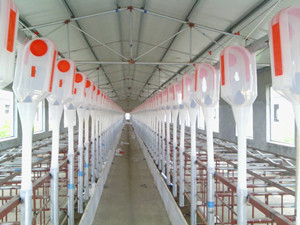 沧州市自动喂料线厂家养殖场自动喂料线 料线筛盘良诸牌 料线转角轮 养猪干料自动喂料线厂家批发
