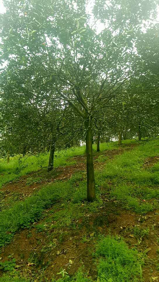 桂林市金桔树厂家广西金桔树种植基地-批发-价格 金桔树