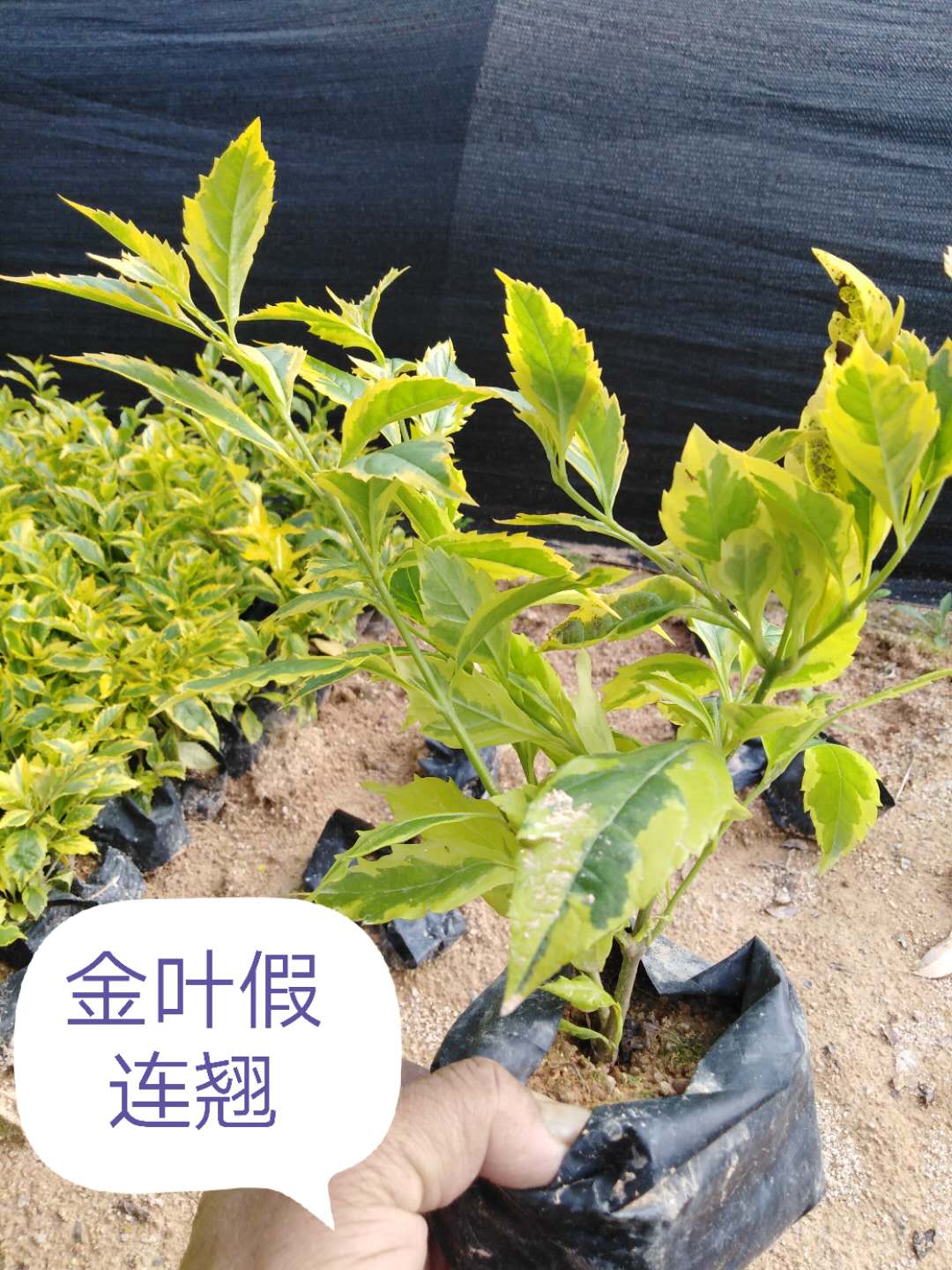 金叶假连翘基地批发-厂家直销  金叶假连翘