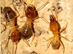 东莞白蚁防治公司提醒用户应预防-白蚁的灭蚁方法,防水补漏公司图片