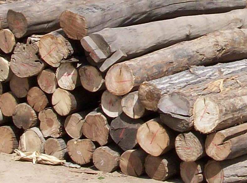 原木进口清关，木材进口报关主要需要的资料图片