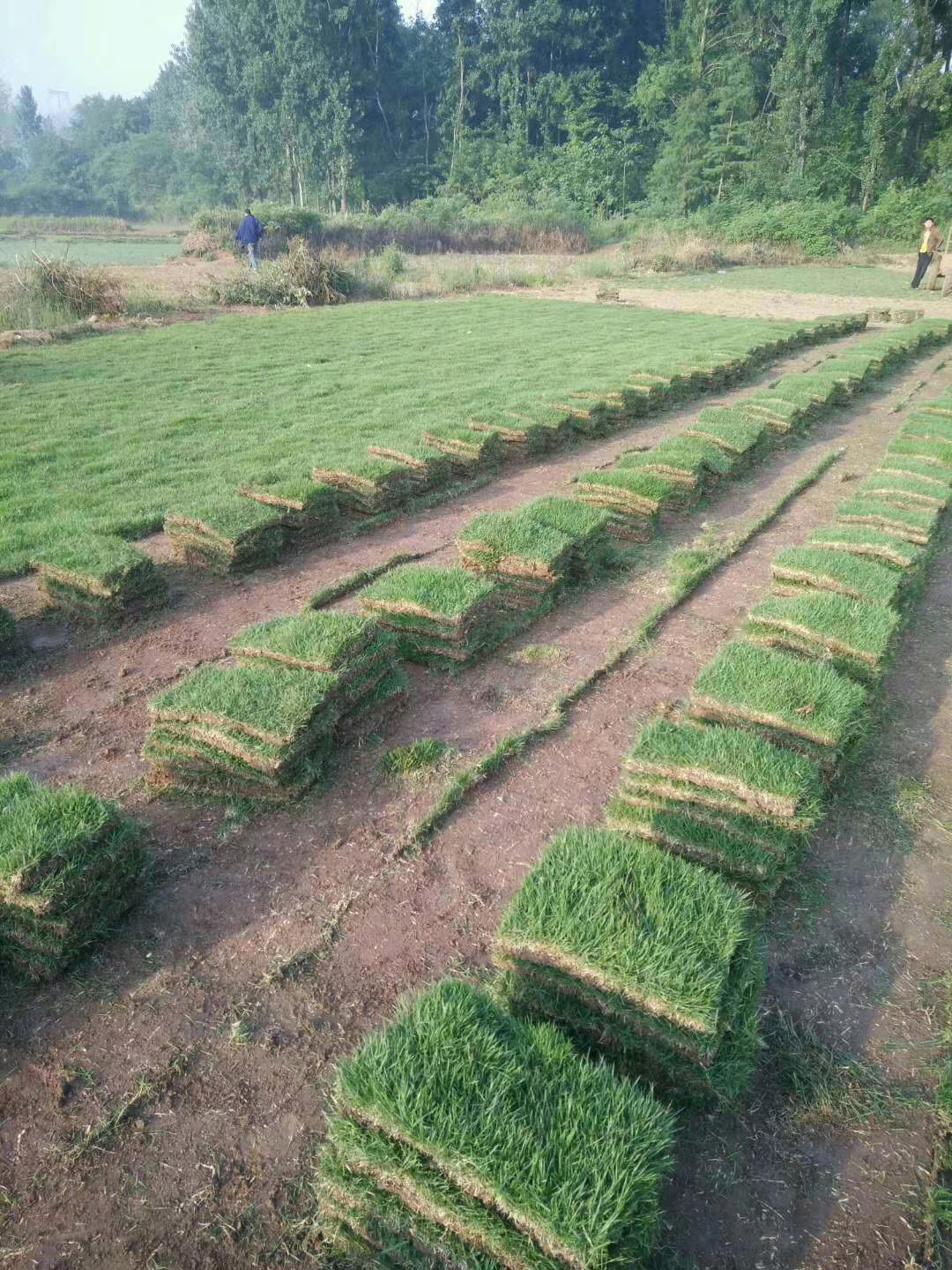 安徽滁州马尼拉草坪种植基地-草坪种植报价供应图片