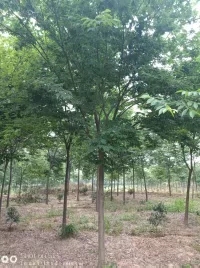 厂家直销15公分榉树批发精品榉树供应商图片
