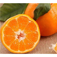 四川春见柑橘苗种植批发基地-优质种植供应商报价图片