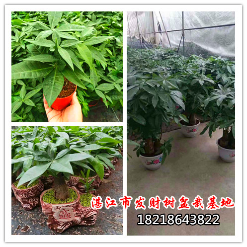 湛江市惠州盆栽发财树种植基地批发价格厂家