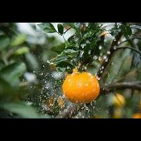 四川柑橘苗种种植批发基地图片