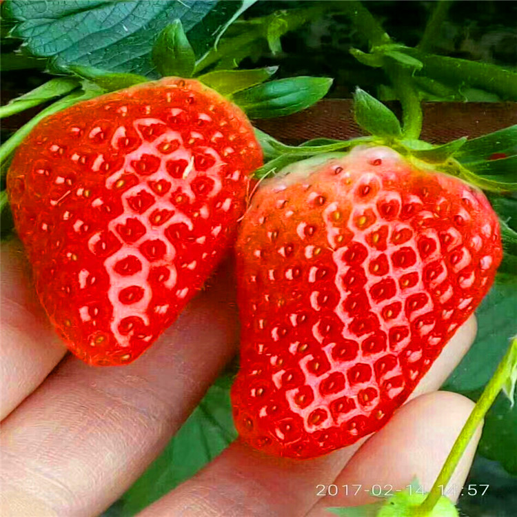 山东基地供应全明星草莓苗 产量高耐运输的全明星草莓苗价格 亩产高的草莓苗报价多少钱