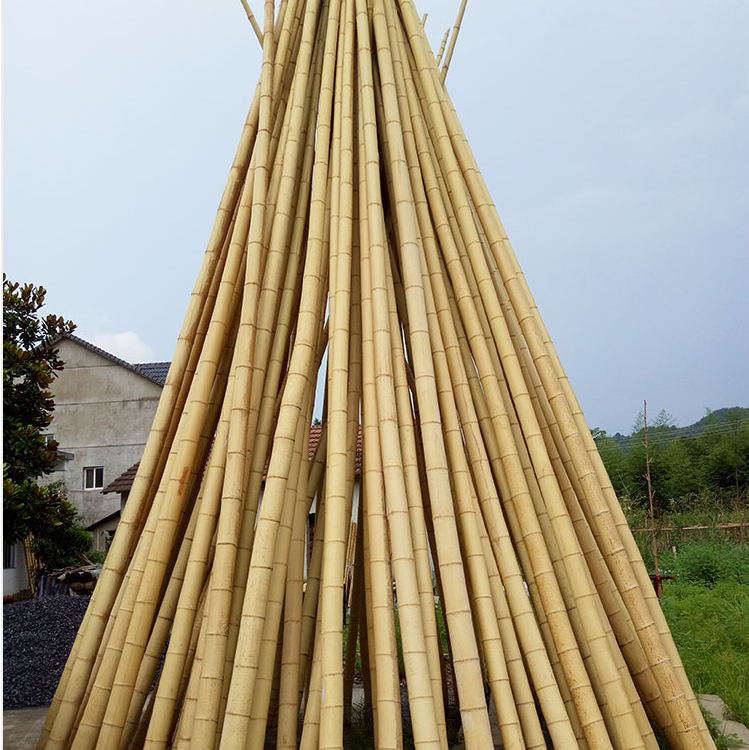 茶杆竹  毛竹 大口径竹杆 低价楠竹图片