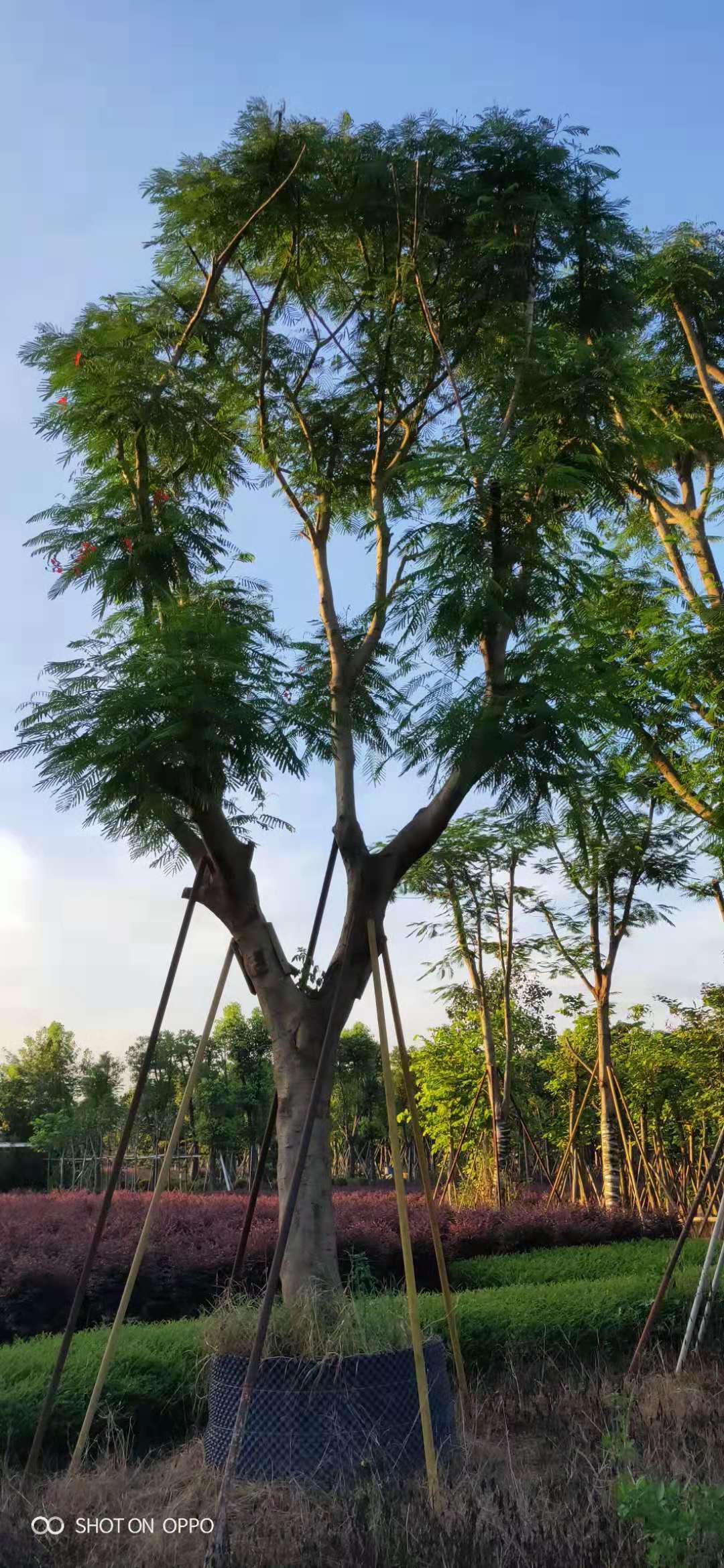 凤凰木种植基地 大型凤凰木基地图片