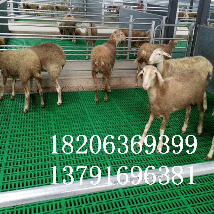 养羊漏粪地板羊棚建设用羊床优质新式羊粪板厂家图片