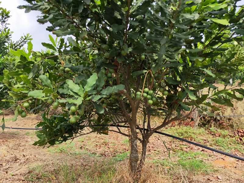湖南澳洲坚果树种植基地批发