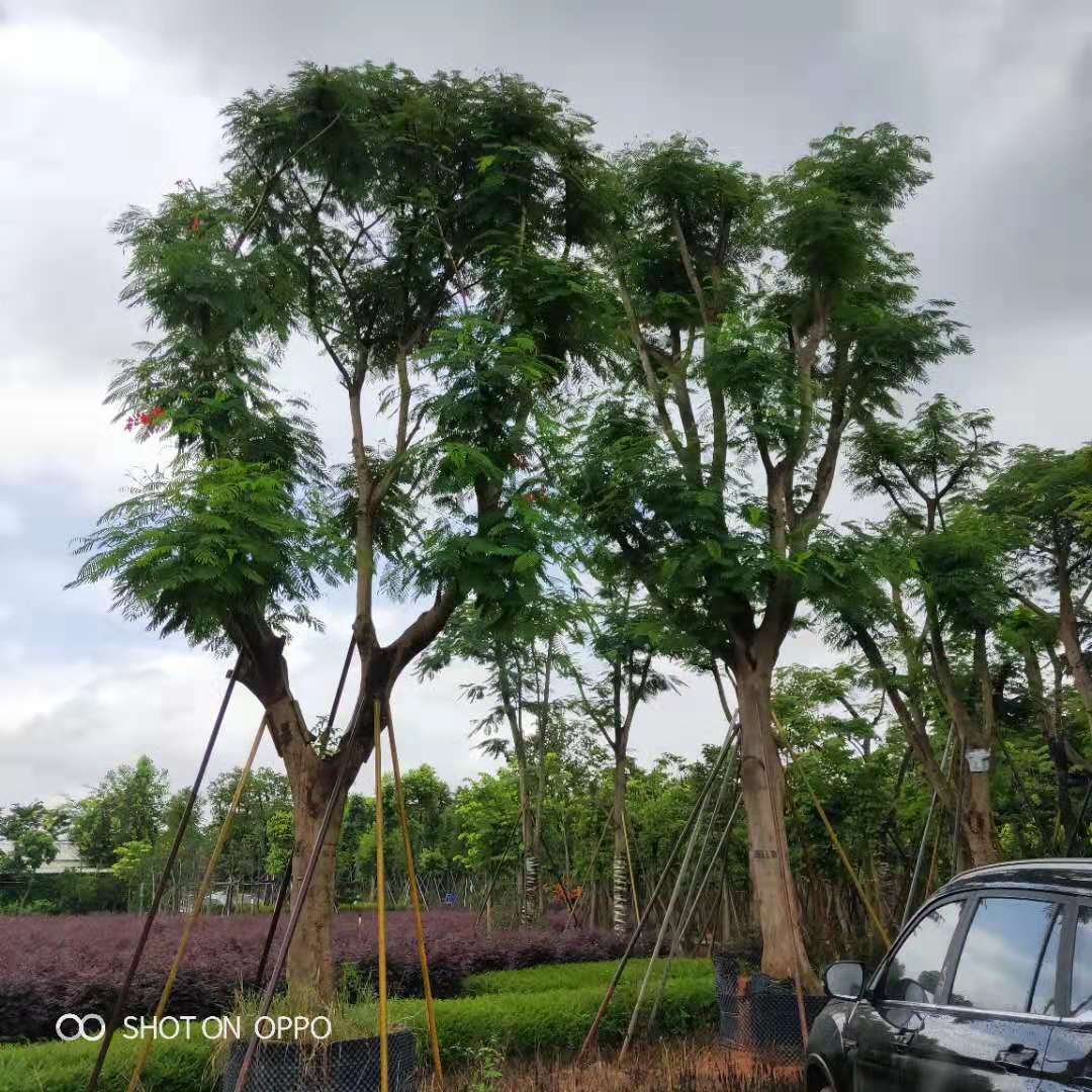 凤凰木种植基地 大型凤凰木基地图片