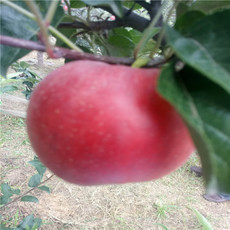 泰安苹果苗种植基地泰安苹果苗种植基地-【山东泰安高新区北集坡凯硕园艺场】