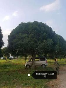 桂林市湖南桂花绿化苗木基地厂家【湖南桂花绿化苗木基地】广东桂花树苗价格表_江西桂花树苗批发/采购【兴安县何鹏苗圃】