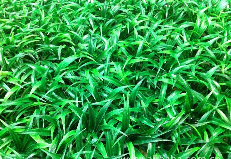 北京厂家现货供应人造草坪户外仿真草坪人工塑料草坪假草皮图片