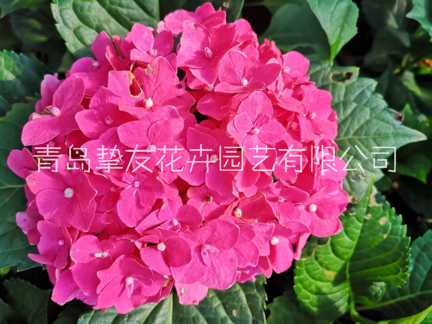 养殖绣球花/绣球花图片/绣球花修剪/绣球花批发/绣球花品种/绣球花养护/绣球花种子