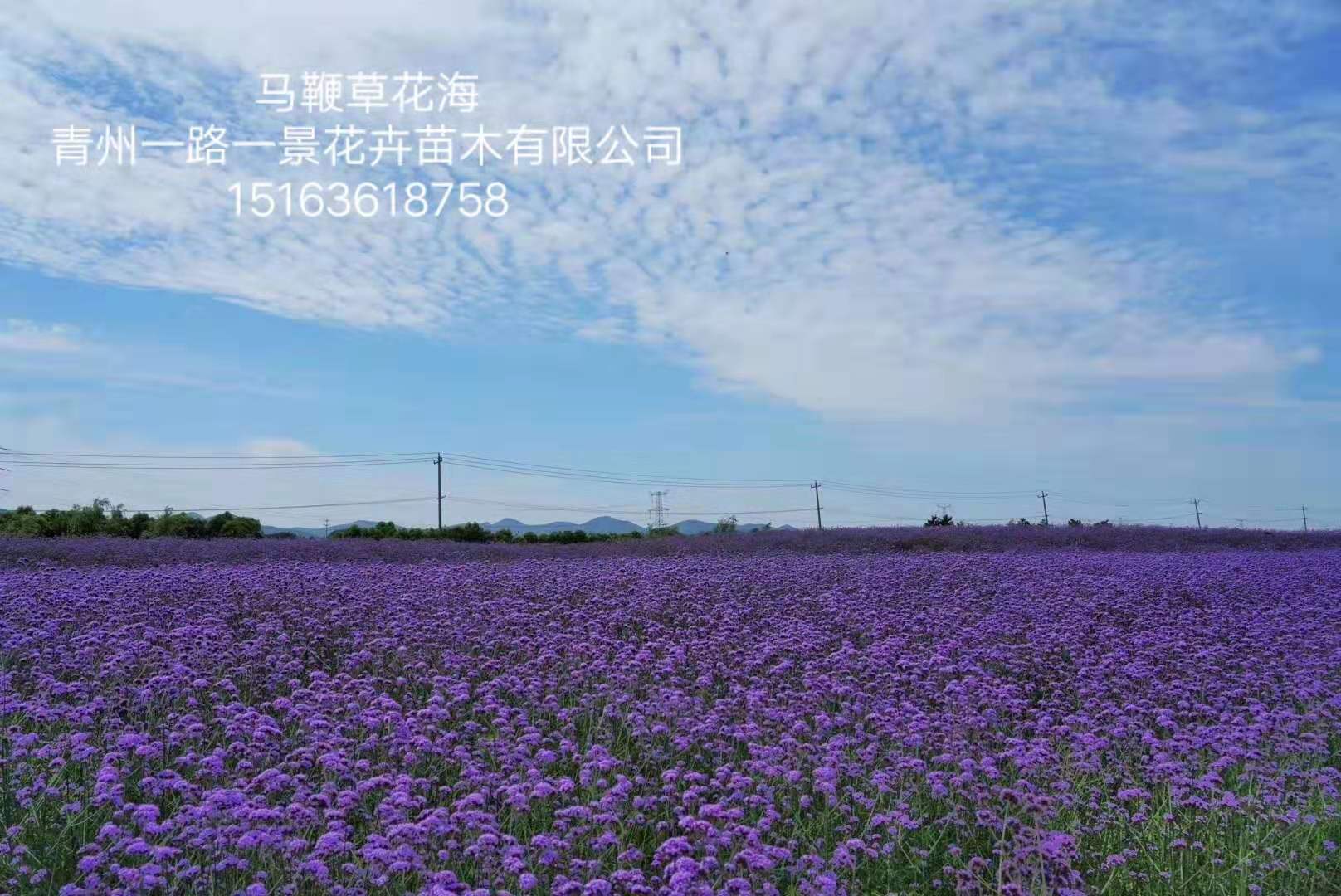 青州市一路一景花卉苗木有限公司
