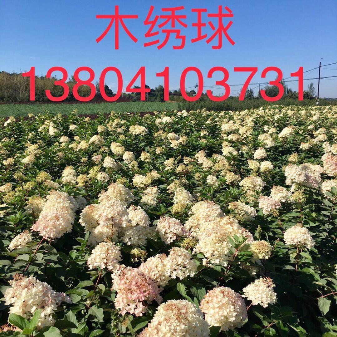 东北辽宁供应木绣球1-2-3年苗价格优惠