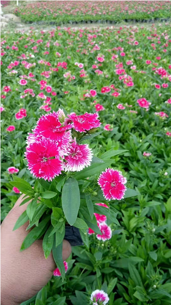 贵州花卉批发，优质四季花卉盆栽价格，用于花坛切花品种有哪些？图片