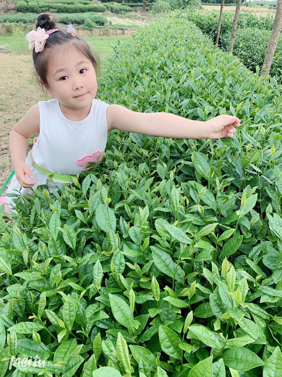 龙井43茶苗种植批发
