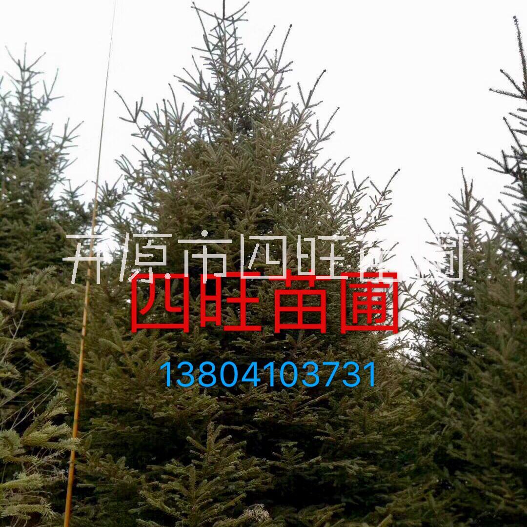 辽宁吉林东北供应 云杉 1--8米青芊密枝红皮价格合理量大优惠
