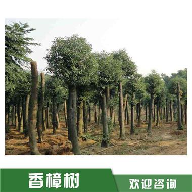 益阳香樟树供应价格、5公分香樟树价格、香樟树报价图片