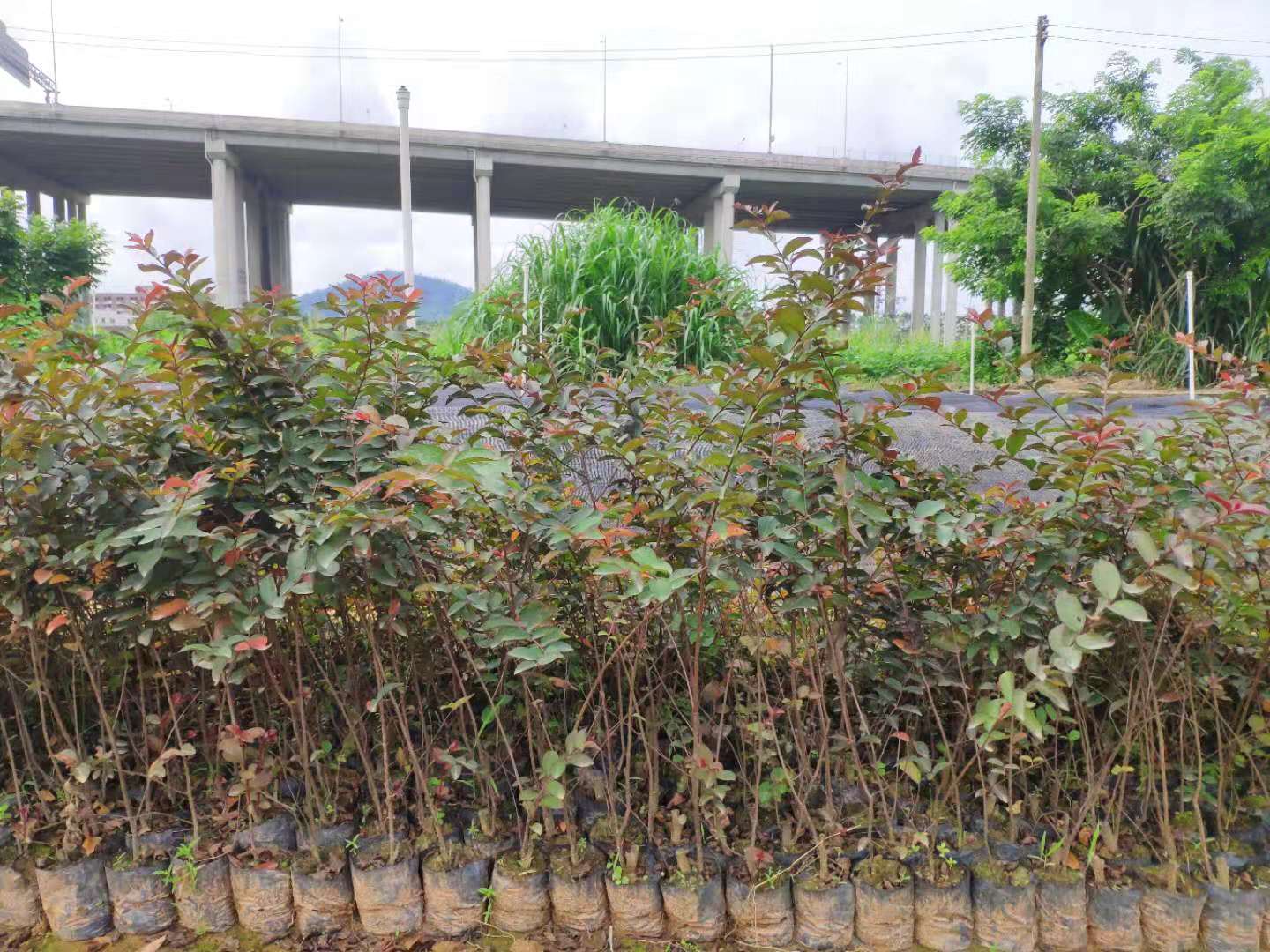 广东广州10-100cm小叶紫薇袋苗种植基地销售批发价格