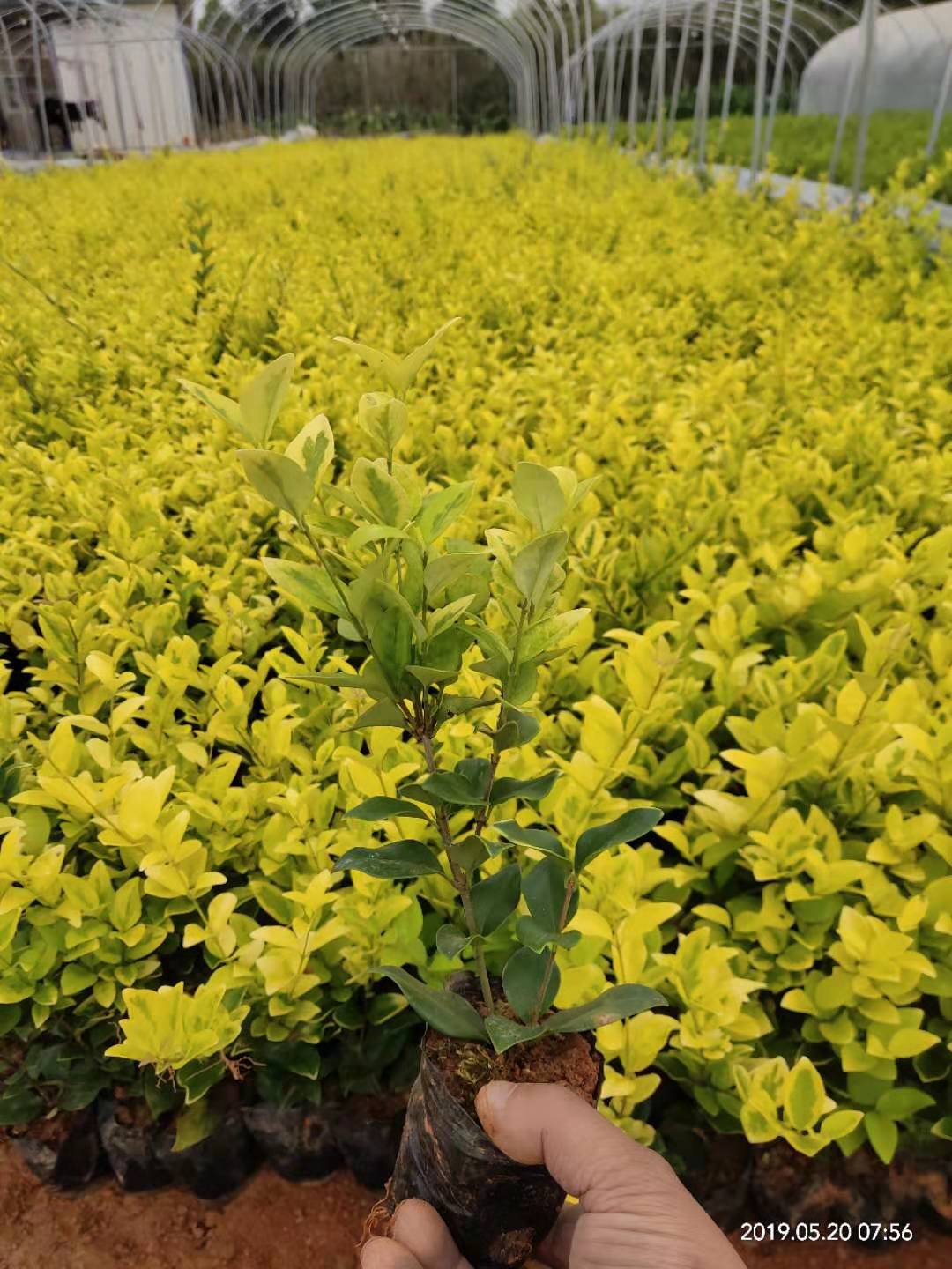 广西金森女贞苗种植基地-广西金森女贞批发价格【广西阳朔飞鹰苗木基地】