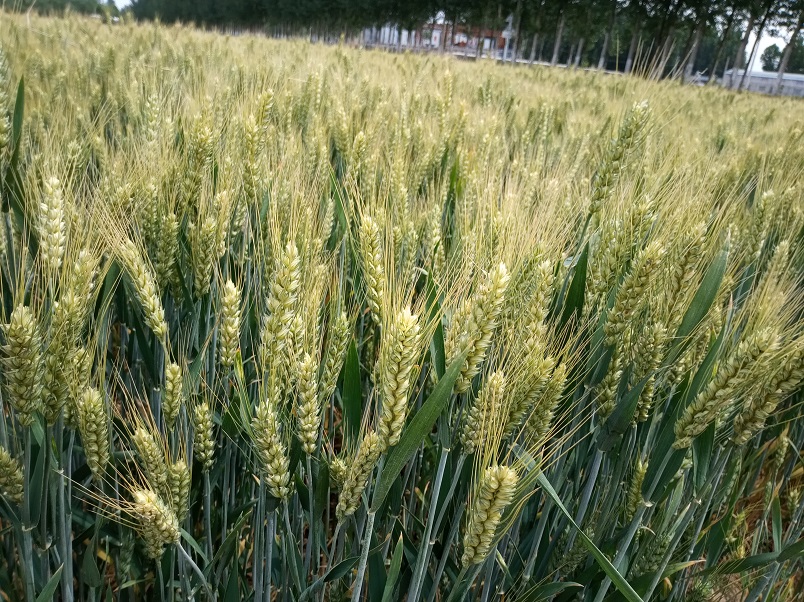 德抗961高产麦种 高产小麦种子