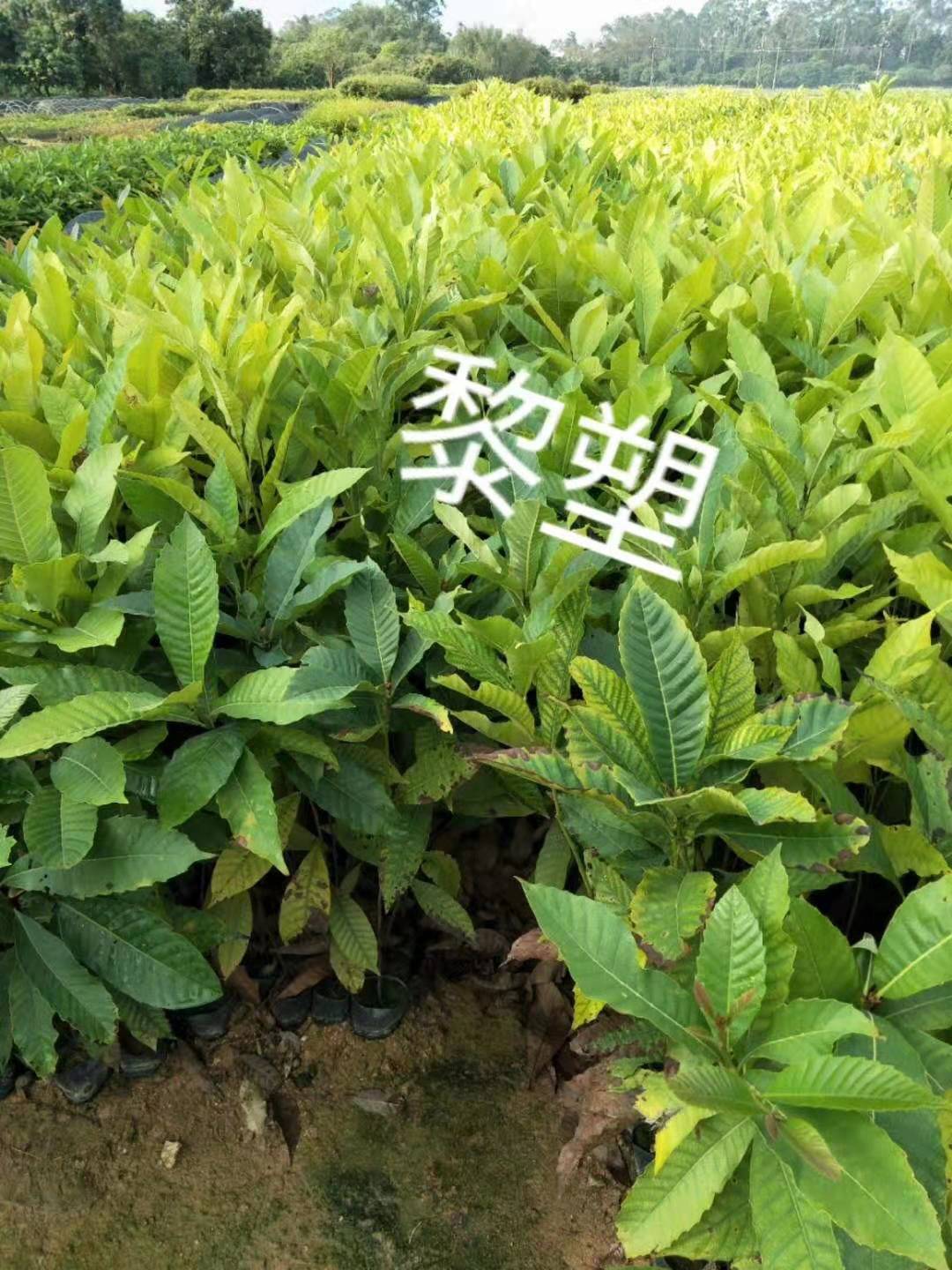 广州增城黎塑种苗供应商|种植基地|批发|价格|报价|多少钱一棵图片