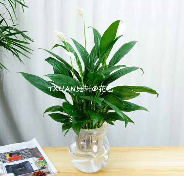 办公室植物出租-广州TXUAN庭轩®花艺 白掌图片