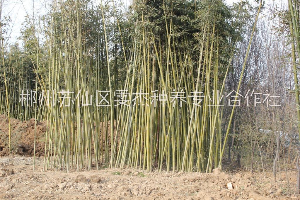 湖南刚竹一手批发商-湖南刚竹种植基地-刚竹销售价格