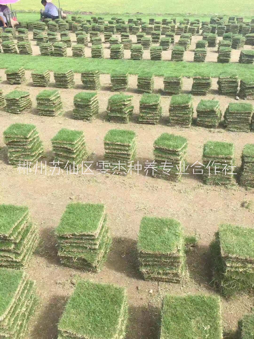 湖南郴州马尼拉草坪大量批发出售电话18975566562图片