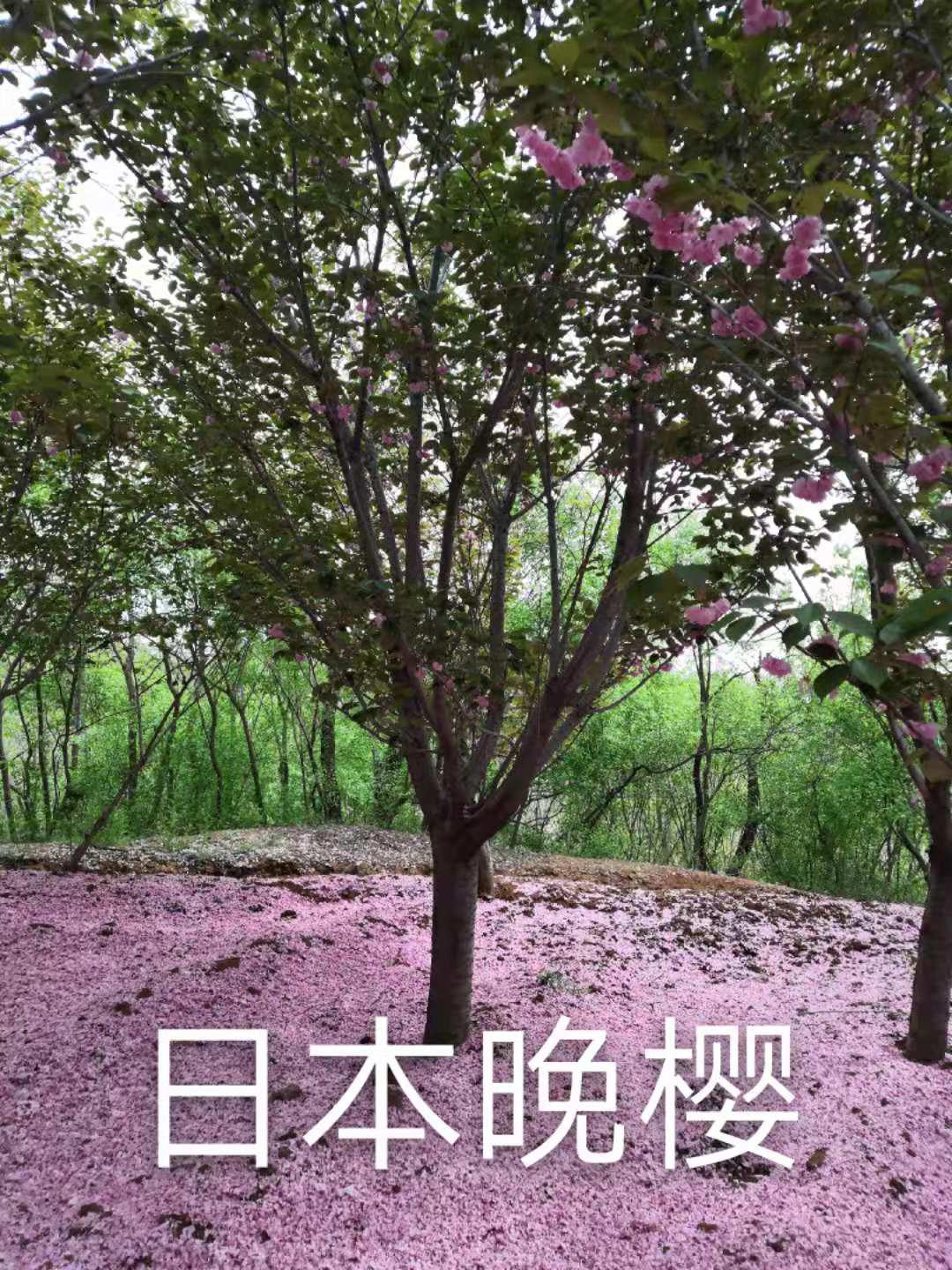 山东批发优质日本晚樱价格/种植基地图片