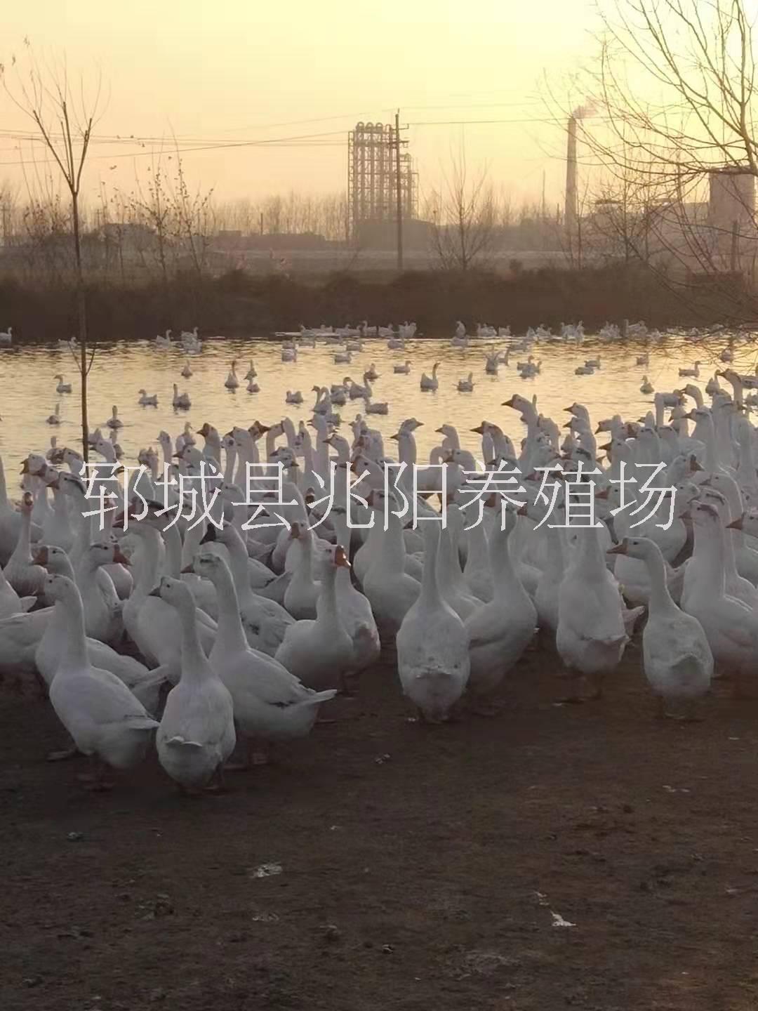 菏泽市皖西白鹅供应商价格厂家