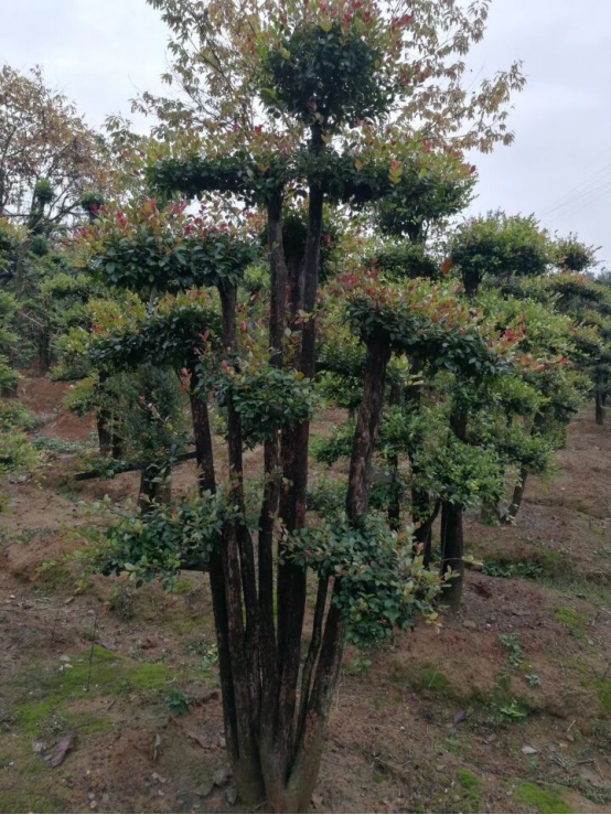 湖南多杆造型赤楠种植基地-湖南多杆造型赤楠批发价格-【湖南富兴花木基地】