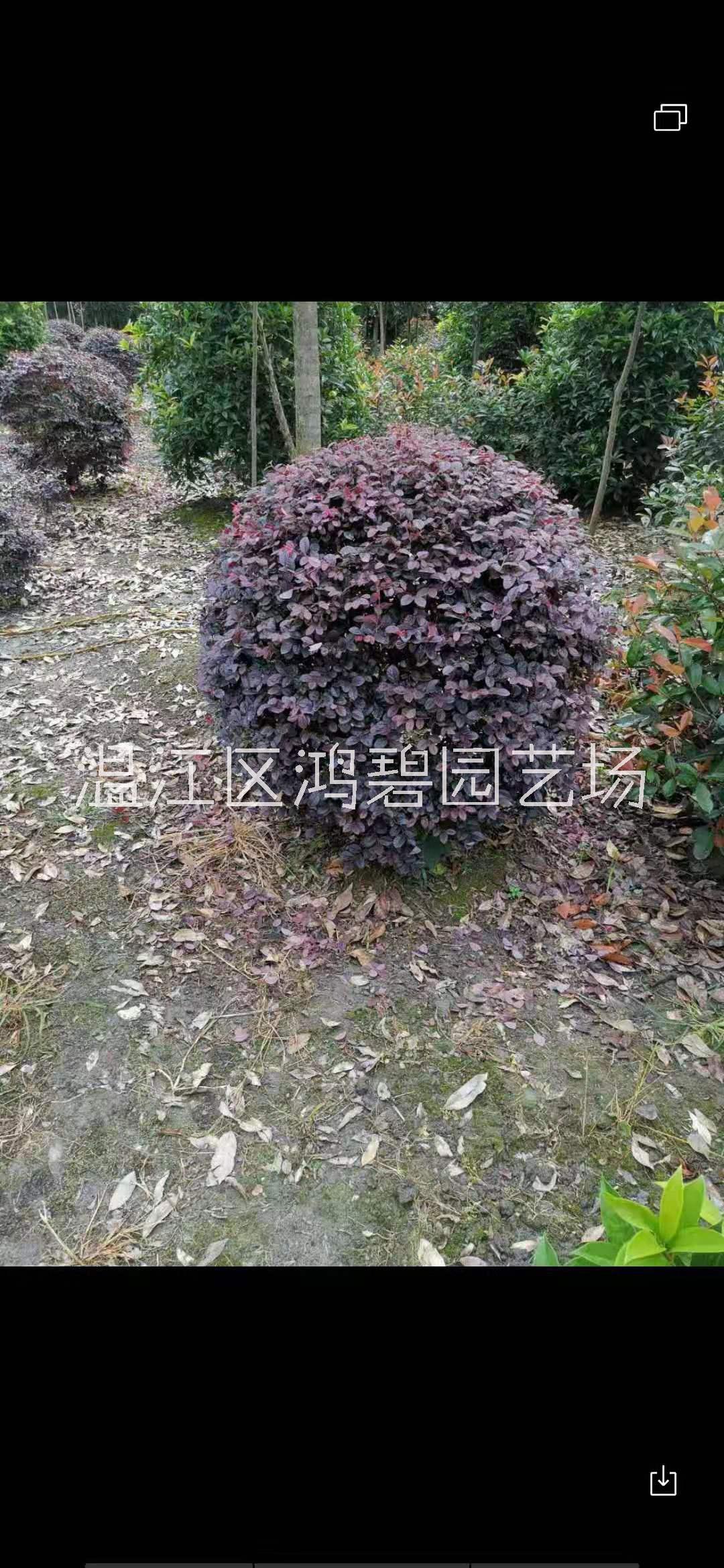 红继木批发