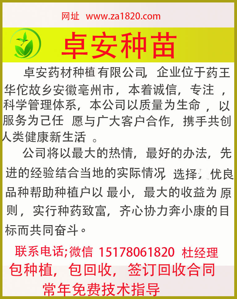 射干苗观赏射干苗 射干种子种苗 蝴蝶花苗子 中药材射干种苗 射干花苗