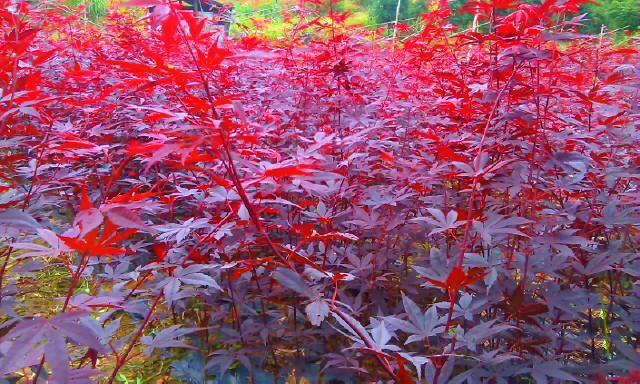 日本红枫三季红与日本红枫红舞姬的区别 三季红红枫