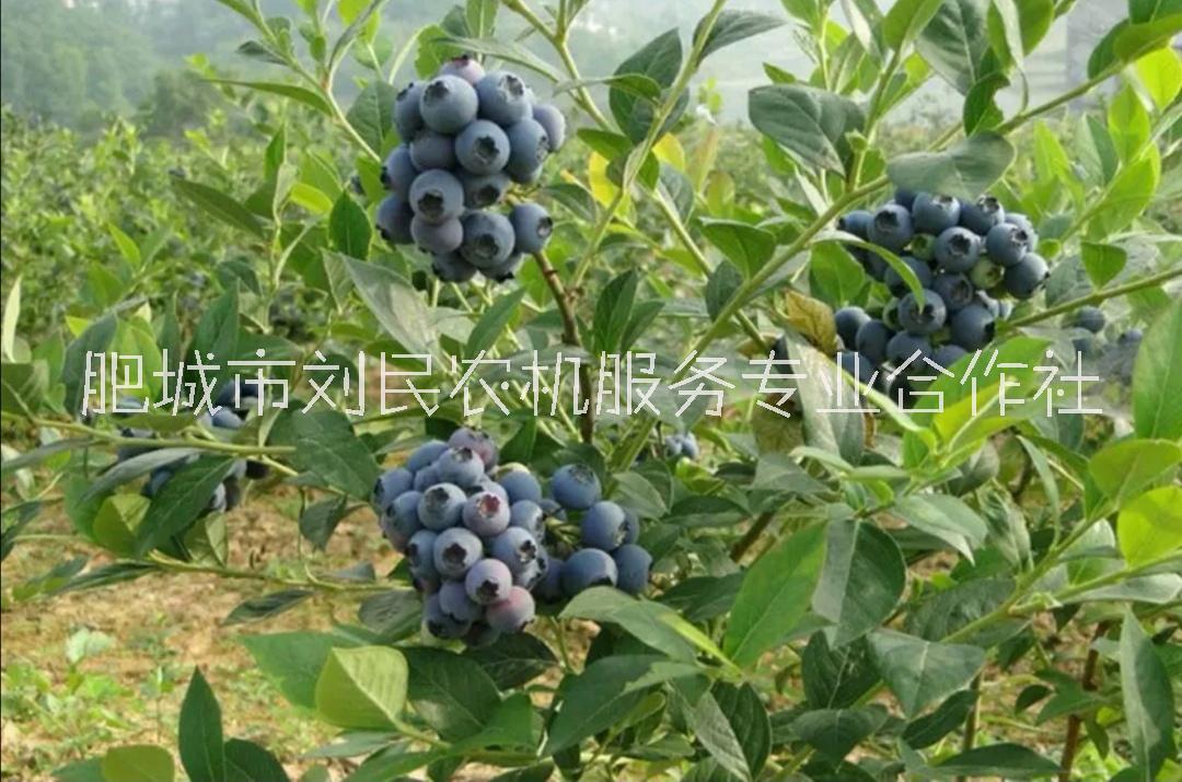 奥尼尔蓝莓苗 极早熟品种 组培苗  蓝莓种植技巧 蓝莓价格 丰产 自采果园图片