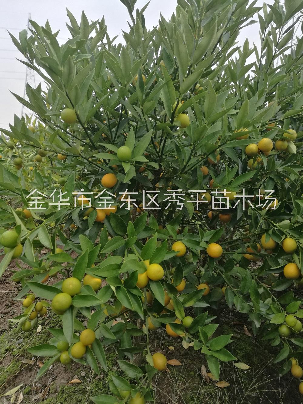 金华市脆皮金桔苗种植批发报价厂家