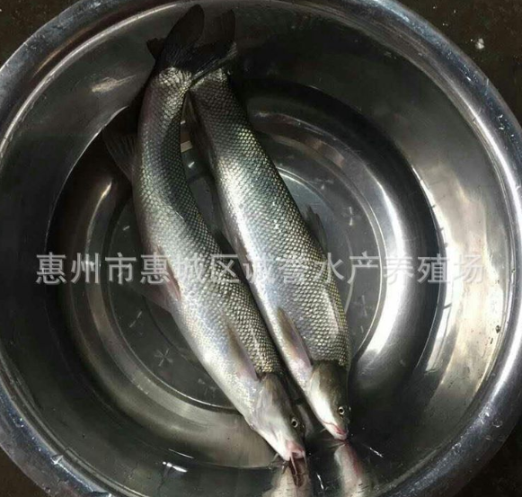 银鳕鱼苗养殖，价格，批发，质量保证