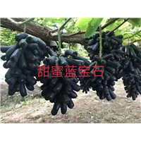 辽宁锦州北镇葡萄种苗|种植基地|直销|批发价格报价|哪家好便宜图片